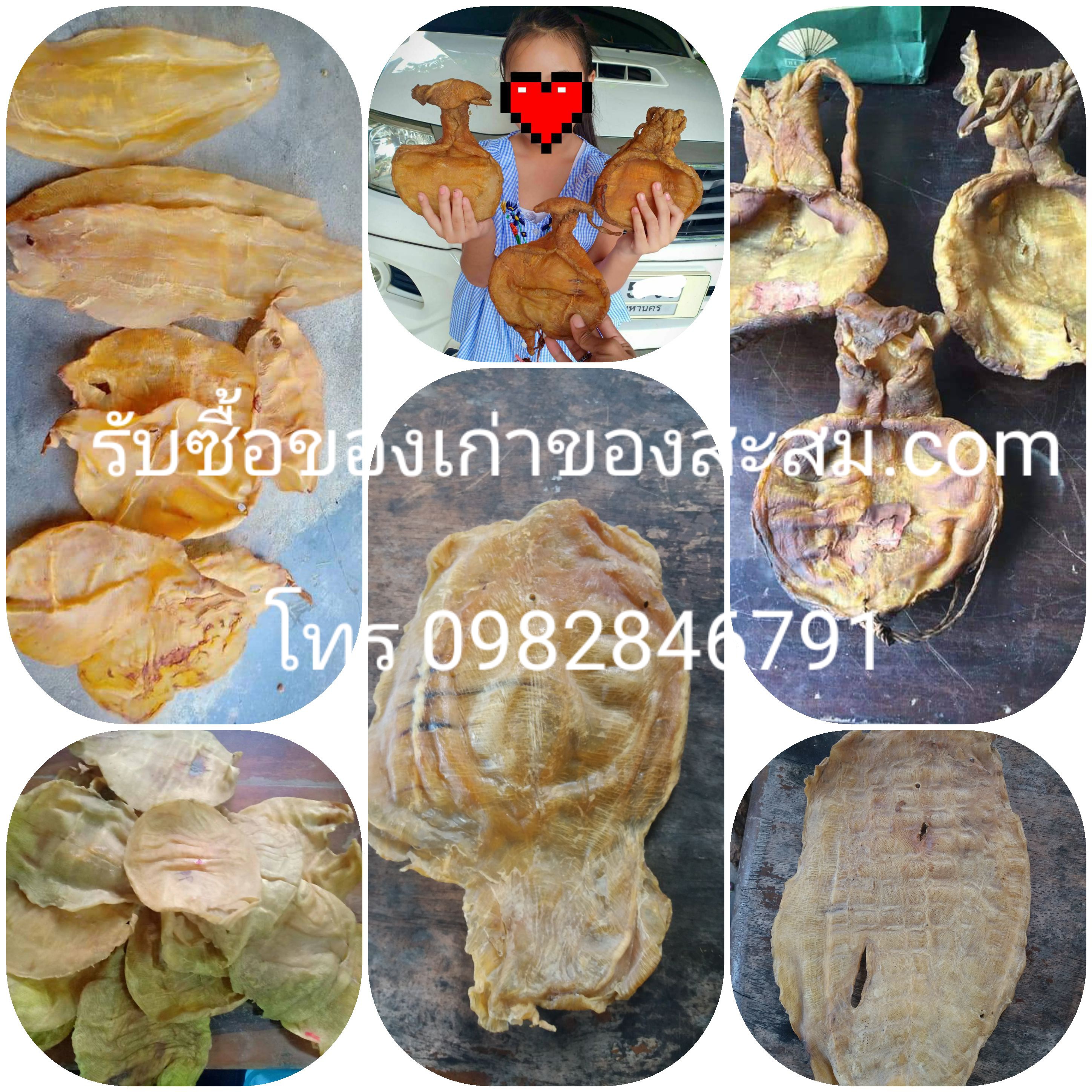 รับซื้อกระเพาะปลาเก่า ให้ราคาสูงที่สุด โทร 0982846791